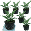 Set of 3 or 6 Evergreen Polypodium Vulgare Hardy Fern Plants for Shade Garden, Live Perennial, 11cm Root Ball