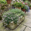 Set of 3 or 6 Thymus Precompa Thyme Herb Plants, Hardy Perennial Culinary Herb, Outdoor Garden Ready, 1 Litre Root-Ball