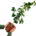 Outdoor Garden Ready Plant Plant (3L Pot)
