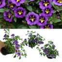 Calibrachoa Bumble Bee Blue Plants (Set of 3 or 6)