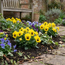 Pansy Cats Plus Yellow Plants (Set of 3 or 6)