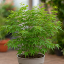 3 Litre Green Leaf Acer Tree, Nursery Pots, Outdoor Garden