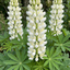 3 Large Plants - Lupin Legendary White, Ready to Plant in Your Garden, Peat Free
