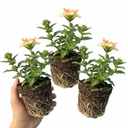 Verbena Magelana Peach Trailing Plants (Set of 3 or 6)