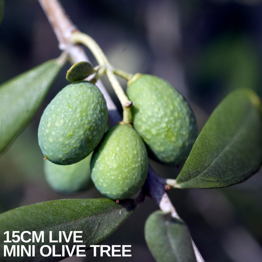 Close-up of four unripe green olives hanging on a branch among narrow grey-green leaves