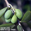 1 Mini Olive Tree – Olea europaea, Ready to Plant in Your Garden, 15cm Pot