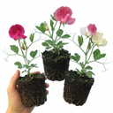 Set of 3 or 6 Large, Garden Ready Plants - Sweet Pea Mammoth Mix, 10.5 cm Rootballs