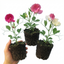 Set of 3 or 6 Large, Garden Ready Plants - Sweet Pea Mammoth Mix, 10.5 cm Rootballs