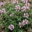 Set of 3 or 6 Thymus Precompa Thyme Herb Plants, Hardy Perennial Culinary Herb, Outdoor Garden Ready, 1 Litre Root-Ball