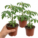 Tomato Supersteak Variety Plants (Set of 3 or 6)
