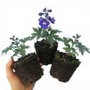 Delphinium Pacific Giants King Arthur Plants (Set of 3 or 6)