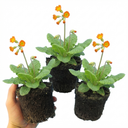 Primula veris Orange with Yellow Plants (Set of 3 or 6)