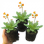 Set of 3 or 6 Primula veris Orange with Yellow Hardy Perennial Plants, Spring Flowering, Outdoor Garden Ready, 11cm Root-Ball