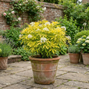 Choisya Aztec Gold Plants