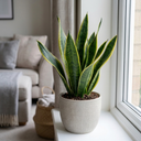 Sansevieria Snake Plants