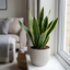 1 Sansevieria Snake Plant, Live Indoor Air Purifying Houseplant, Low Maintenance, Easy Care, 17cm Root Ball
