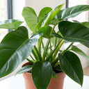 Philodendron Imperial Green Plants