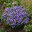 1 Large Plant - Nemesia Nuvo Blue Bicolour 180, Outdoor Garden Ready, 2L Pot