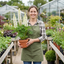 3 Large Plants - Lupin Legendary White, Ready to Plant in Your Garden, Peat Free
