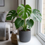 1 Monstera Deliciosa Swiss Cheese Plant, Live Tropical Indoor Houseplant, Easy Care, 17cm Root-Ball