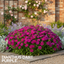 1 Large Plant - Dianthus Dart Purple, Ready to Plant in Your Garden, 2L Pot