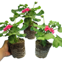 Geranium Calliope Rose Splash Plants (Set of 3 or 6)
