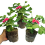 Set of 3 or 6 Large Plants - Geranium Calliope Rose Splash, Ready to Plant in Your Garden