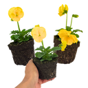 Pansy Delta Pro Yellow Plants (Set of 3 or 6)