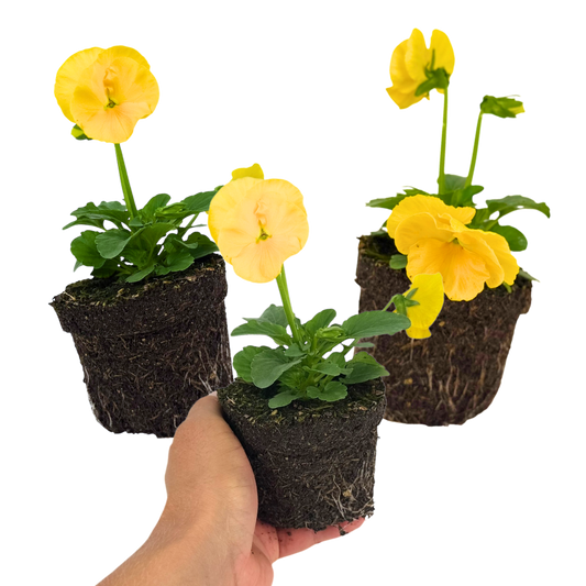 Pansy 'Delta Pro Yellow' – Hardy Winter and Spring Bedding (Set of 3 or 6)