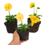 Set of 3 or 6 Large Plants - Pansy Delta Pro Yellow, Ready to Plant in Your Garden