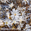 Magnolia Stellata Plant