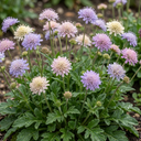 Knautia Macedonica Melton Pastels Plants (Set of 3 or 6)