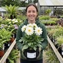 Dahlia Maggiore White Plants