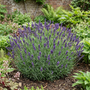 Lavender Hidcote Dark Blue Plant (2L Pot)