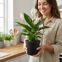 Spathiphyllum Peace Lily Plants