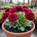 Bellis Habanera Red Hardy English Daisy Plants
