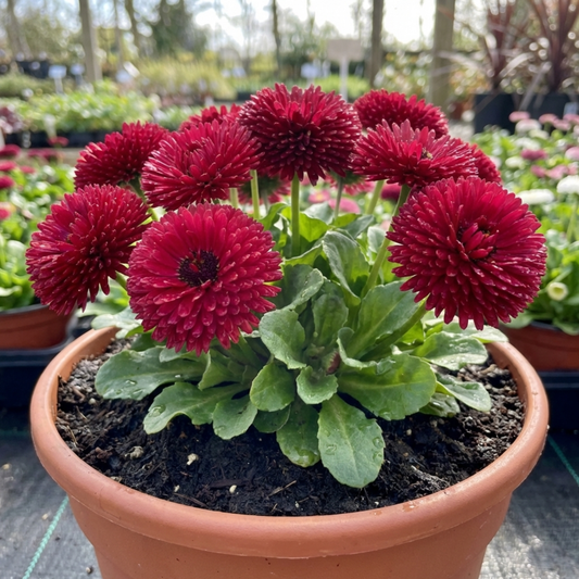 Pompom-like double crimson daisy flowers above a rosette of spoon-shaped leaves in a terracotta pot