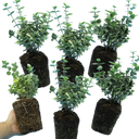Euonymus Emerald Gaiety Variegated Hardy Evergreen Shrubs Outdoor Low Maintenance Ground Cover Plants (Set of 3 or 6)