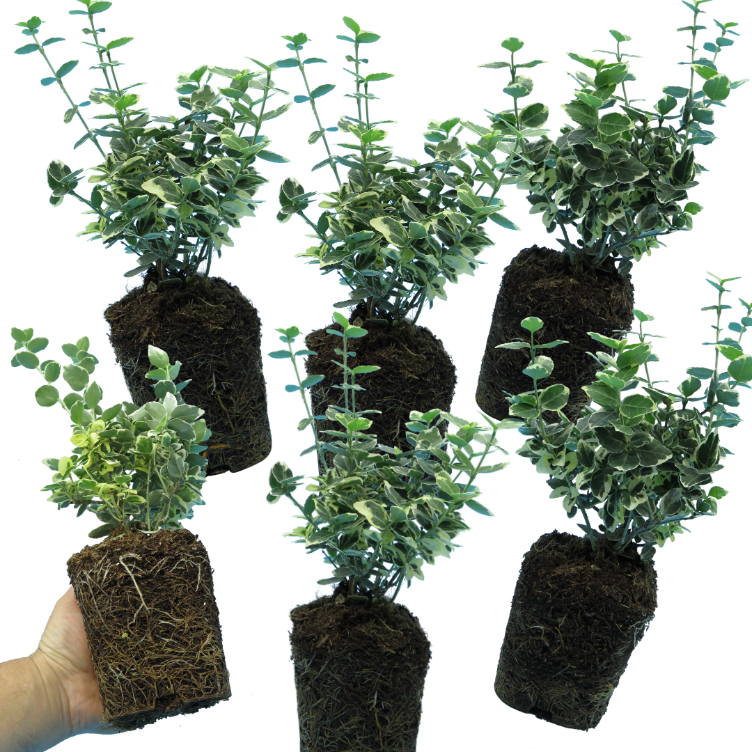 Euonymus fortunei 'Emerald Gaiety' – Variegated Evergreen Shrub (Set of 3 or 6)