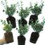 Set of 3 or 6 Euonymus Emerald Gaiety Variegated Hardy Evergreen Shrubs Outdoor Garden Ready Low Maintenance Ground Cover Plants 1 Litre Root Ball