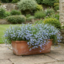 Hot WaterBlue Improved Plants (Set of 3 or 6)