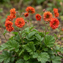 Geum Mrs Bradshaw Plants (Set of 3 or 6)