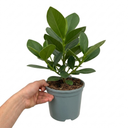 Clusia Rosea Autograph Tree Plants