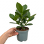 1 Clusia Rosea Autograph Tree Live Houseplant, Easy Care Indoor Tropical Plant, 17cm Root Ball