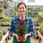 Set of 3 or 6 Lobelia Starship Burgundy Upright Hardy Perennial Plants, Outdoor Garden Ready, 1 Litre Root Ball