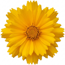 Coreopsis Early Sunrise Plants (Set of 3 or 6)