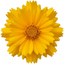 Set of 3 or 6 Coreopsis Early Sunrise Hardy Perennial Plants, Yellow Summer Flowers, Pollinator Friendly, 1 Litre Root Ball