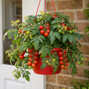 Tumbling Tom Red Tomato Hanging Basket Plants, 25cm Pots