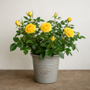 3Ltr Patio Rose Bush, Nursery Pots, Garden Ready