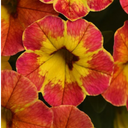 Calibrachoa Cabaret Diva Orange Plants (Set of 3)
